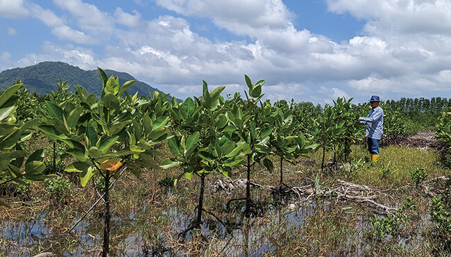 画像3：東南アジアで植林活動を行う理由 ～6つのSDGsゴールに貢献するマングローブ～