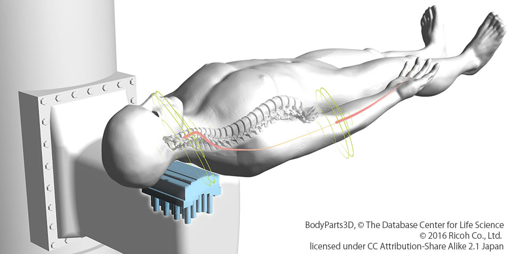 画像：脊椎の神経活動を見える化（東京医科歯科大学・金沢工業大学）