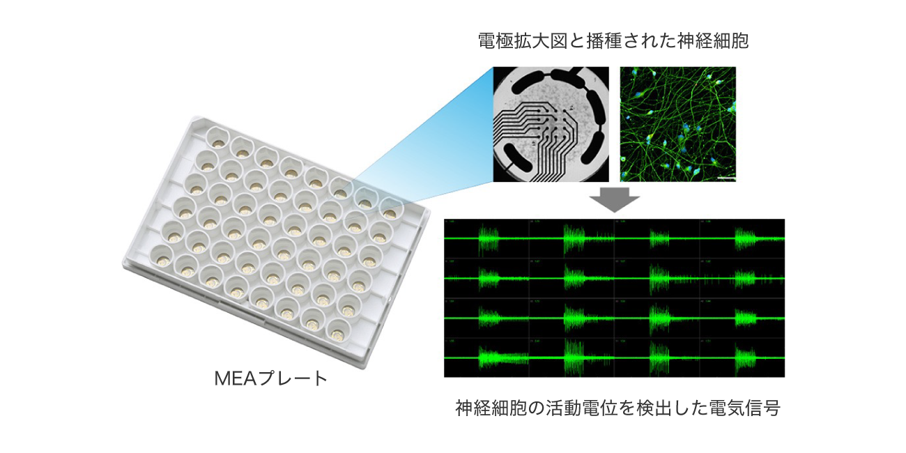 MEAプレートの電極拡大図と播種された神経細胞画像、神経細胞の活動電位を検出した電気信号の画像