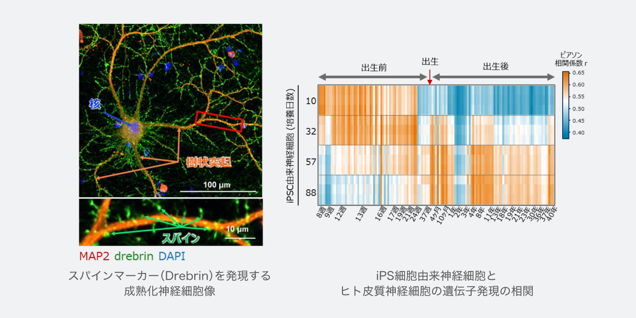 スパインマーカー（Drebrin）を発現する成熟化神経細胞像、iPS細胞由来神経細胞とヒト皮質神経細胞の遺伝子発現の相関図
