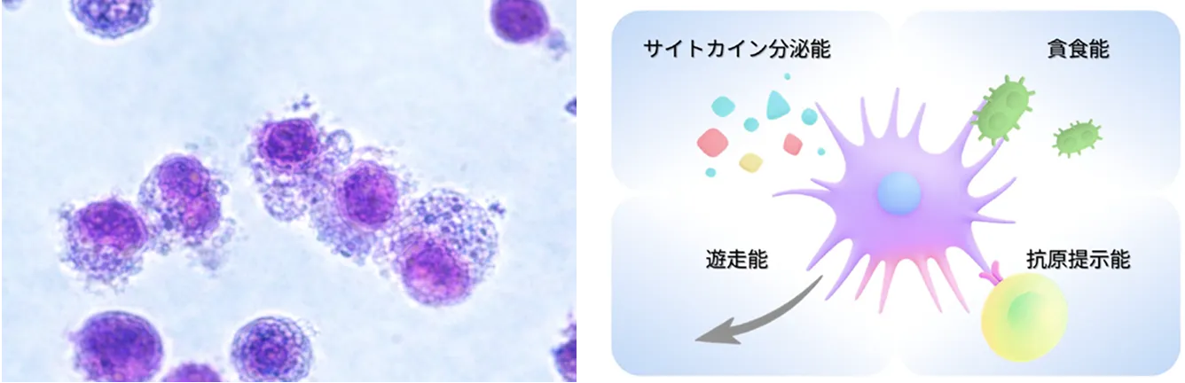 前述の内容を表した画像