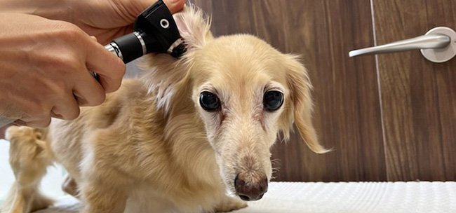 メディカルトリミングルームでの皮膚のチェック