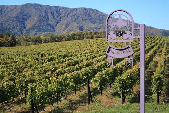 石狩川沿いに広がる浦臼町の耕作放棄地を1972年に開墾して作った鶴沼ワイナリーは、今も国内最大のワイン用ブドウ畑だ