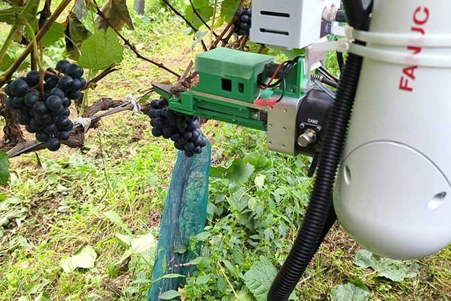 北海道大学などと共同で取り組む「オープンイノベーション研究・実用化推進事業」でブドウを刈り取る収穫ロボット（北海道大学、生研支援センターより提供）