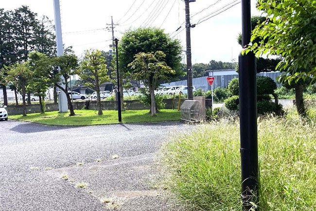 クラピアを敷設した緑地（写真左奥）と、雑草が生い茂った緑地（右手前）