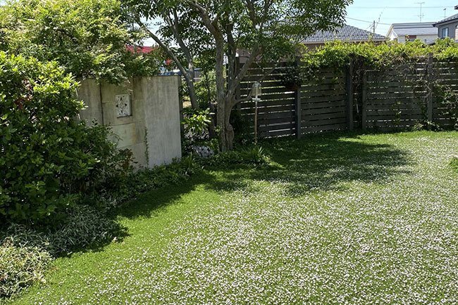 芝に代わるグランドカバーとして個人庭での導入も増えている。5月～8月は小さな花が咲くことも人気の理由。