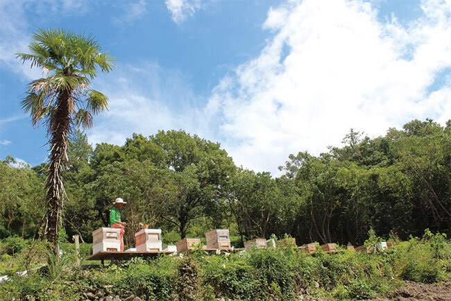 峰山公園に置かれたハチの巣箱