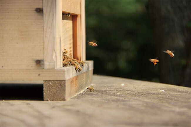 巣箱の近くでハチが舞う様子