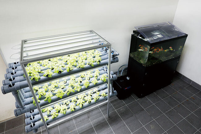 名古屋工場・名古屋営業所の中に置かれたアクアポニックス