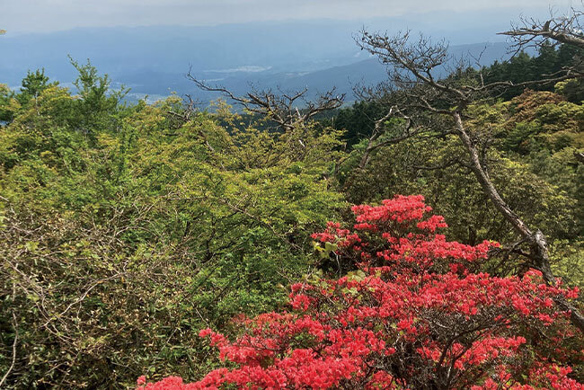 「風の通り道」とされるだけあって、どこまでも遠く見渡せる青山高原からの眺望
