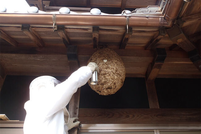 ハチの駆除の様子