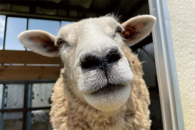 羊も幸せそうな表情で近づいてきた