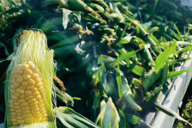 甘味が凝縮した採りたてのトウモロコシ