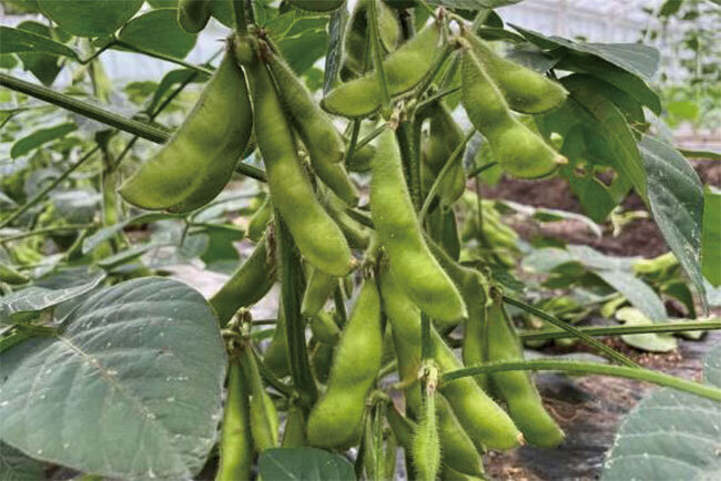 圃場では様々な野菜が作られている