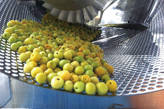 農家から仕入れた梅は洗浄機で汚れを落とす