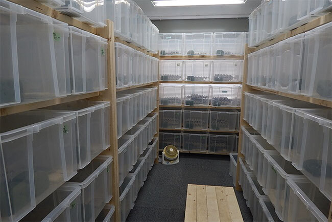 コオロギ飼育のコンテナ内部