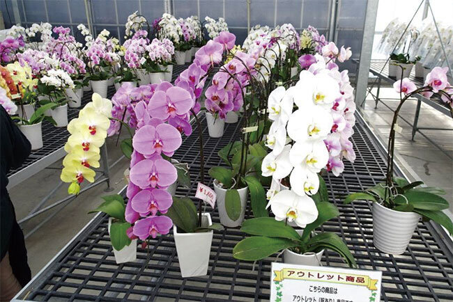 品種改良の過程で生まれた不揃いや発色漏れ、メリクロン不採用の他、製品として不採用、一部の不具合がある胡蝶蘭はアウトレットコーナーで格安販売し、廃棄量削減にも寄与している