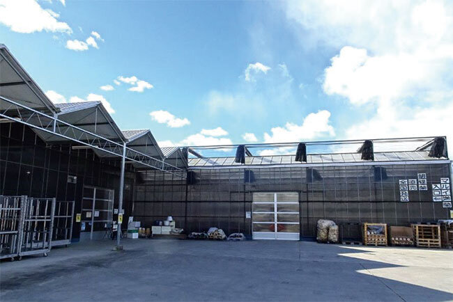 本社　約2,650平方メートルの温室で開花した多種多様な胡蝶蘭が全国に出荷される