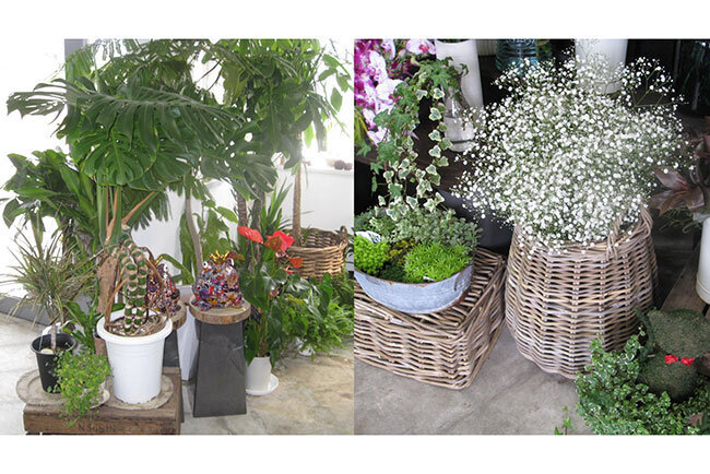 三光貿易で扱っている花、植物