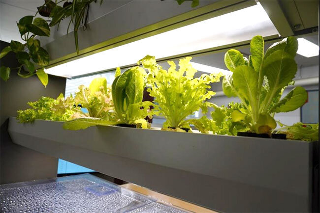 植物棚で栽培している葉物野菜