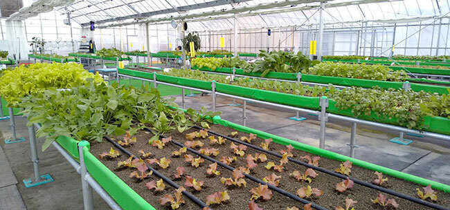 ICTで水やりや温度の管理が行き届いているかまくらファーム