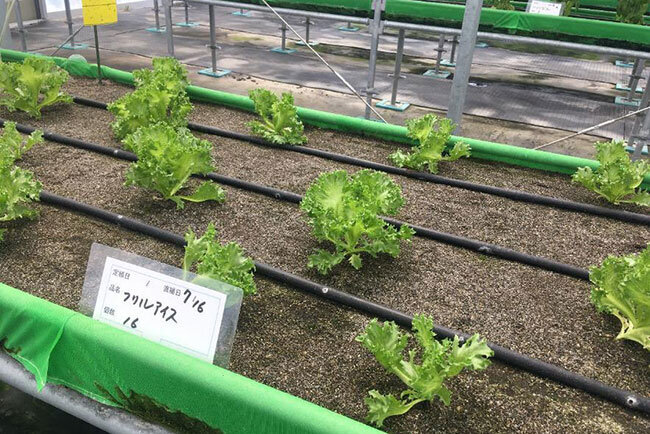 収穫を待つハウス内の野菜　車椅子で動きやすい高さ・幅の苗床だ（注：苗床の高さは、奥の苗床の位置を見るとわかる）