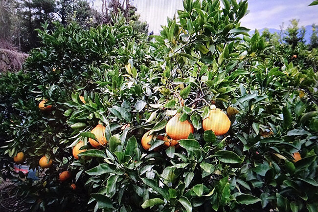 郷里の大分県津久見市に設立した元気ファーム津久見のミカン畑。本業にも好影響が出ている