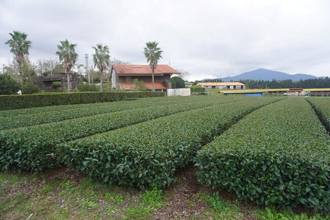 花の木農場内の茶畑