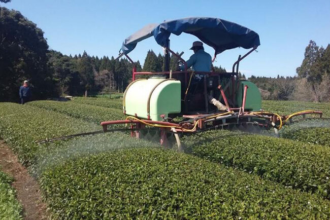 花の木農場で行われている茶栽培の様子