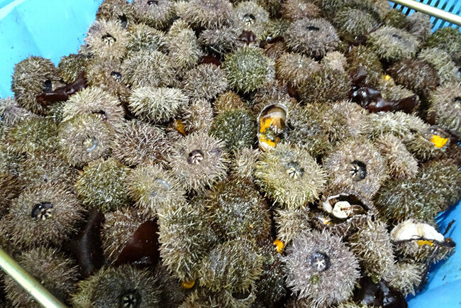  入荷したばかりの日本近海産バフンウニ