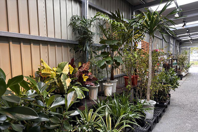 多種多様な観葉植物がそろうグリーンコーナー