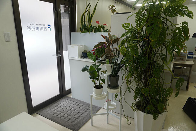 応接スペースの観葉植物
