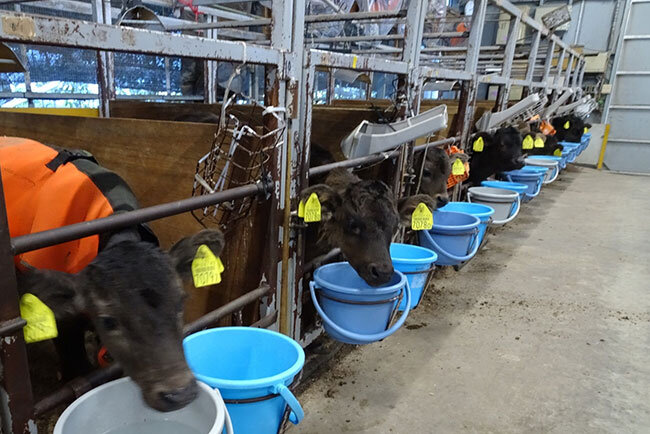 子牛牛舎では分娩監視システムや牛群監視システムなどICTによる業務の効率化と生産率向上にも取り組んでいる