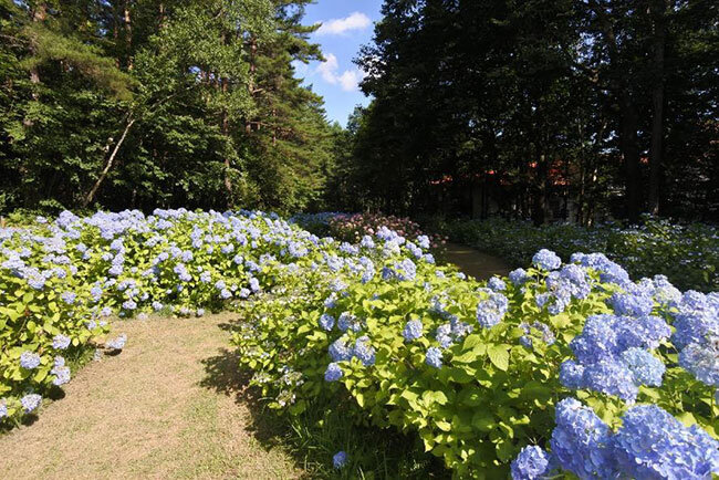 「ベルツの森の花畑計画」の一環として植栽したアジサイ畑
