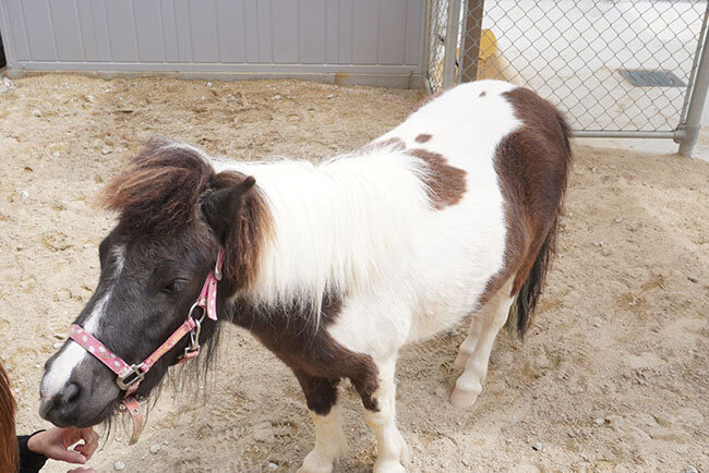 有料老人ホームソーラスが飼育している「ことちゃん」の愛称で人気のミニチュアホース