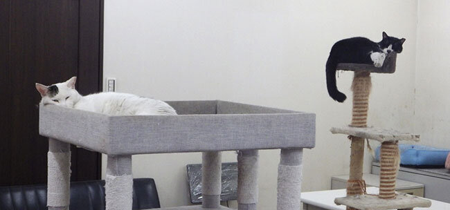 中間処理施設にある保護猫の家