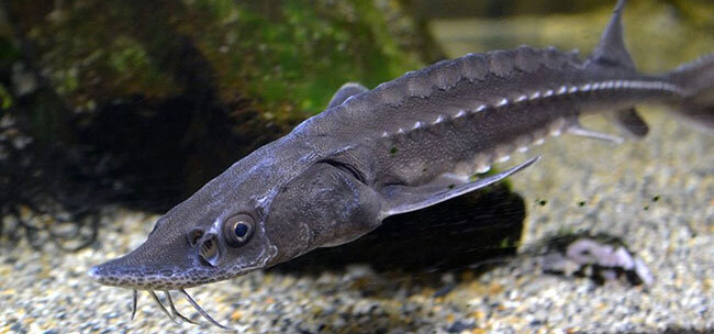 宮崎県が完全養殖に成功したチョウザメ