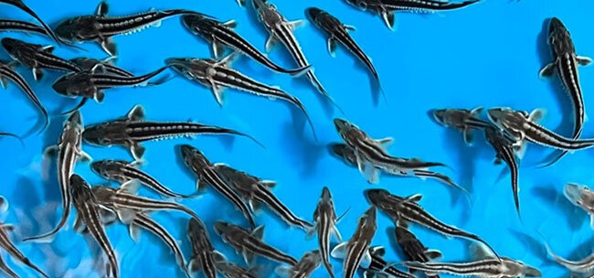 メスしか生まないチョウザメ