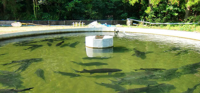 チョウザメの養殖池