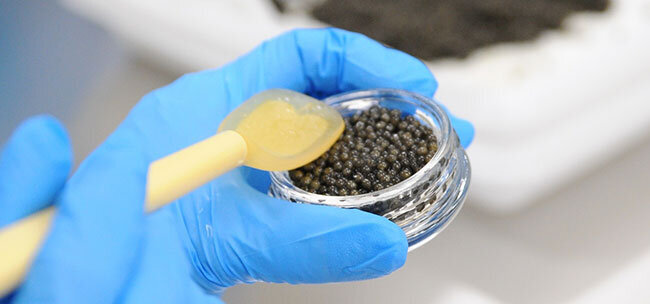 キャビアの瓶詰は手作業で盛り付けるように行われる