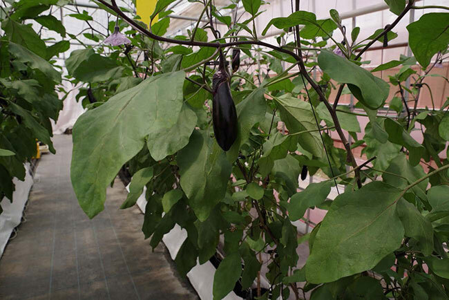 ポット栽培によって育てられているナス