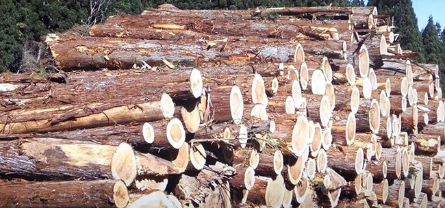 取引先に販売する木材