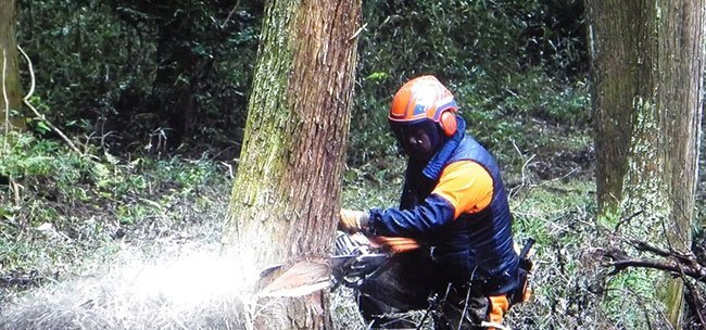 国土保全に寄与する森林伐採作業