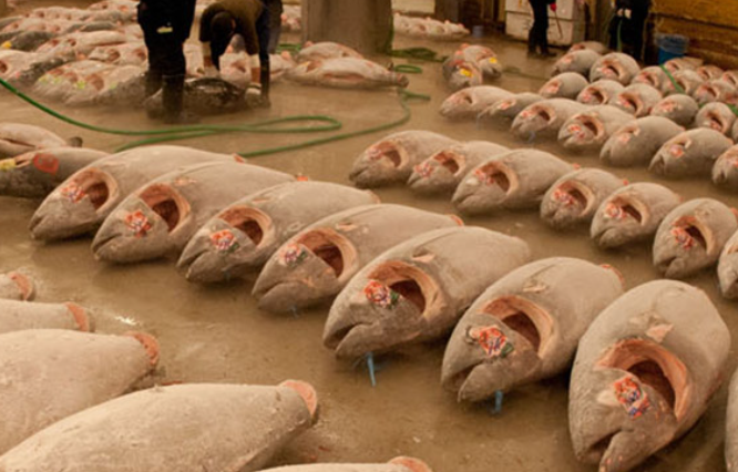 キタニ水産様_マグロ