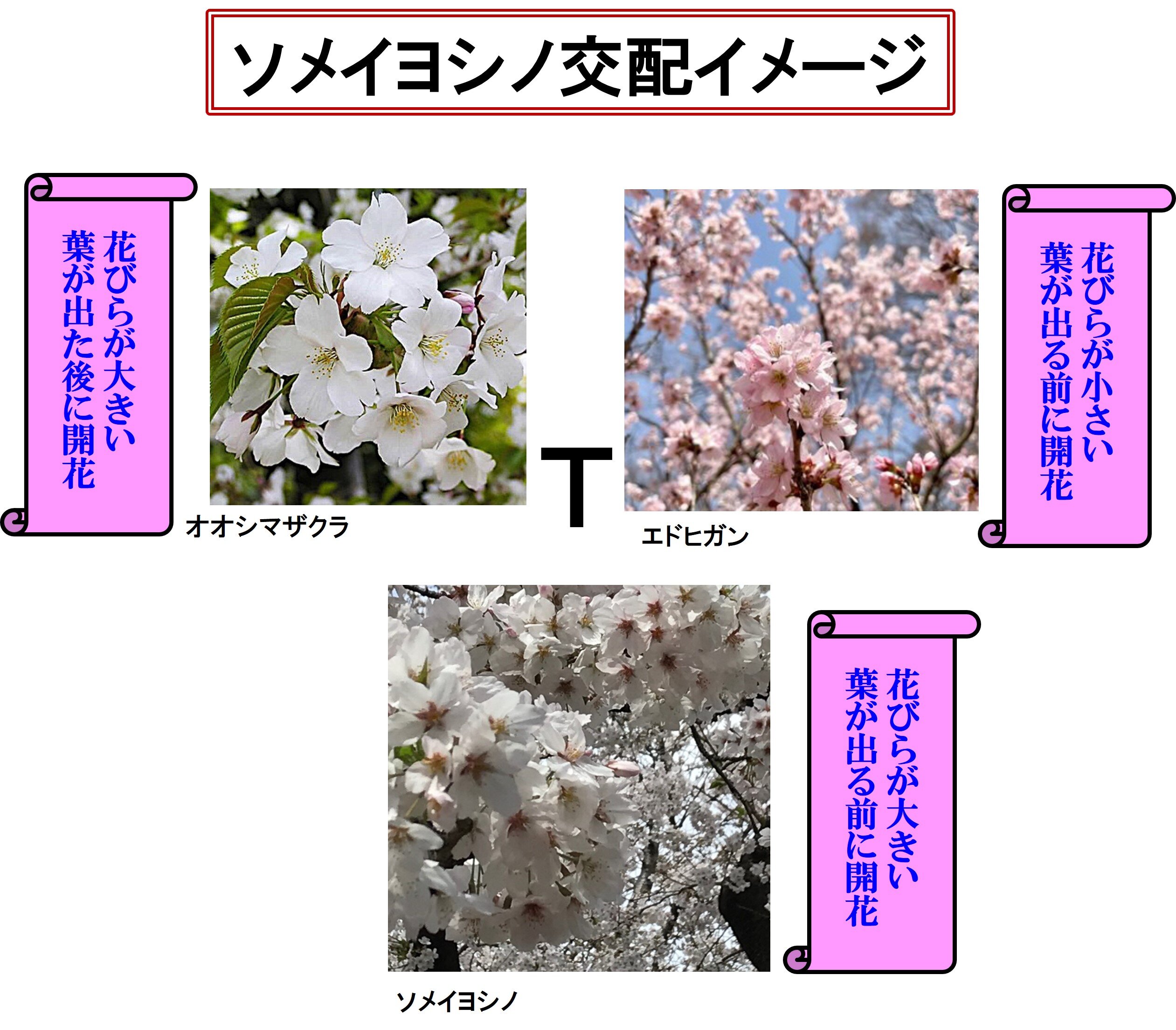 ソメイヨシノ交配イメージ