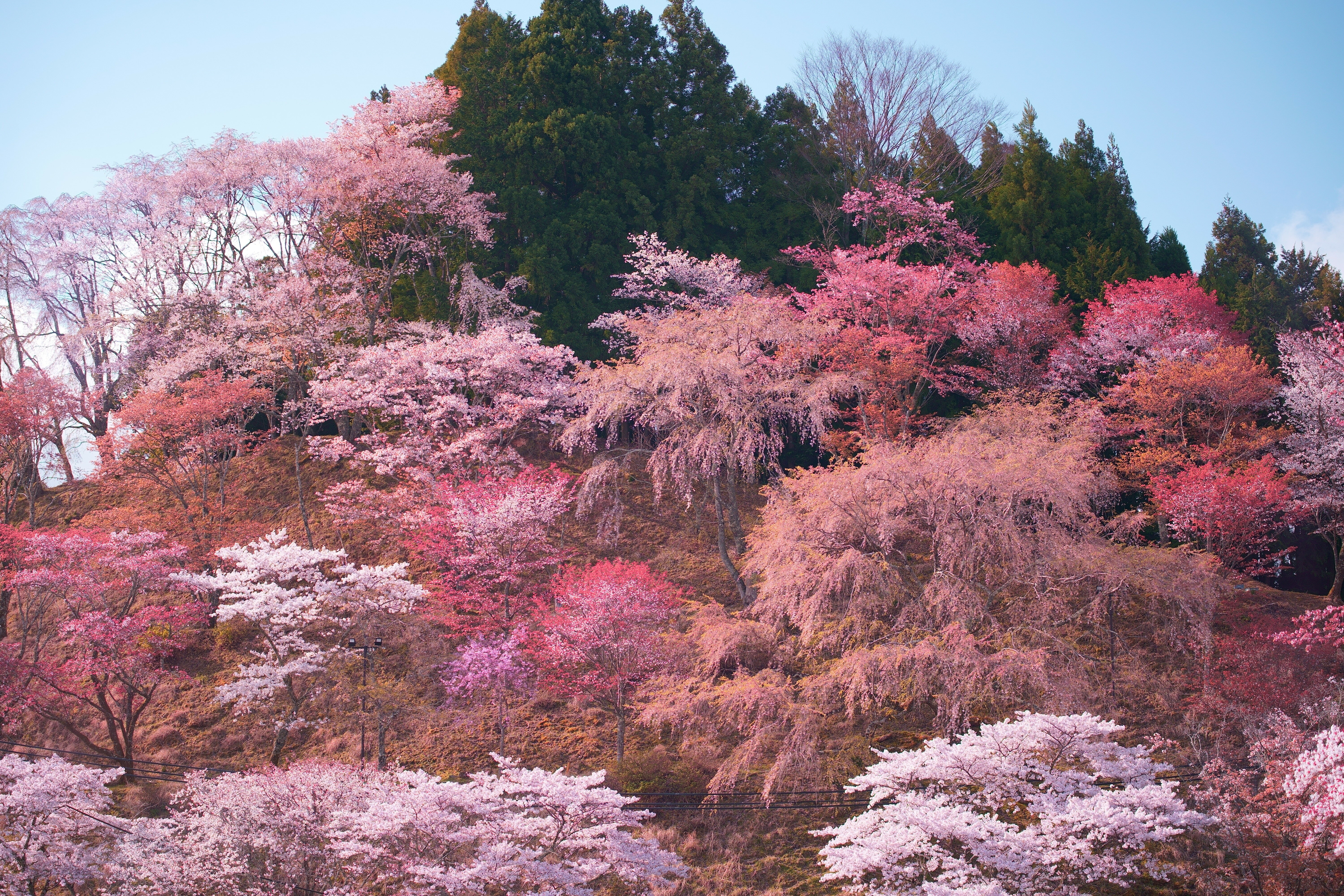 吉野山の桜