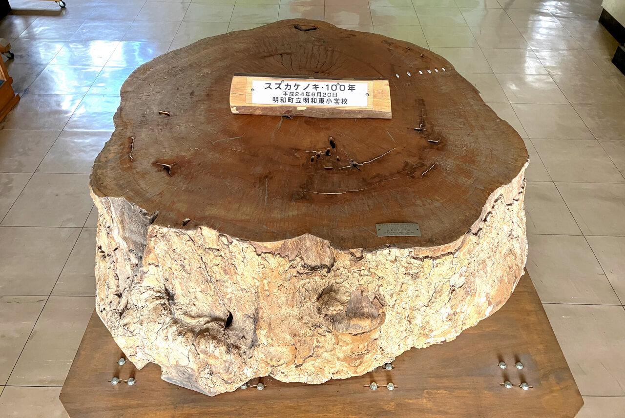 樹齢100年のスズカケノキ