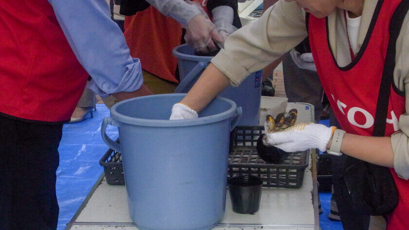 苗を植える作業の様子