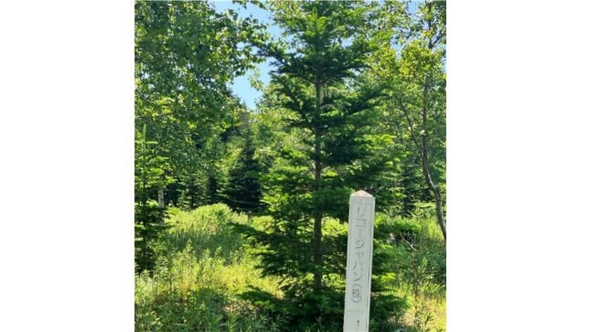 植樹開墾当初に植えた木（19年目）