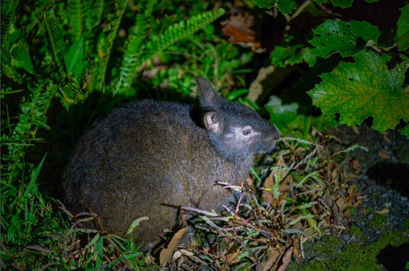 アマミノクロウサギ